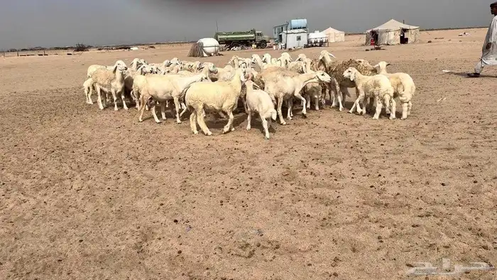 غنم مراح تم البيع 6