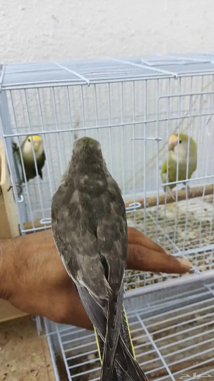 فروخ كروان وروز 1