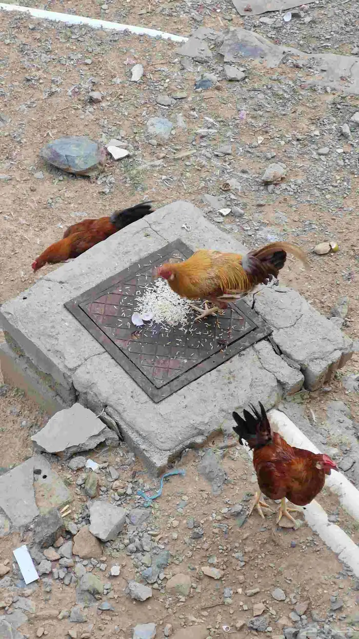 دجاج مهجن بين بلدي وبكستاني 1