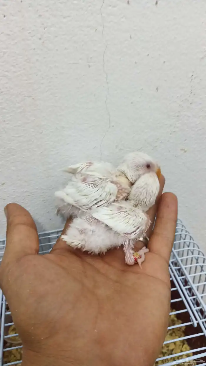 فروخ كروان وروز 7