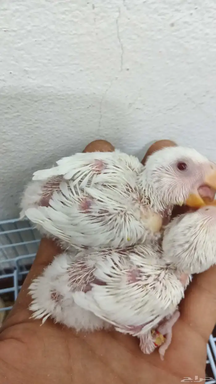 فروخ كروان وروز 8