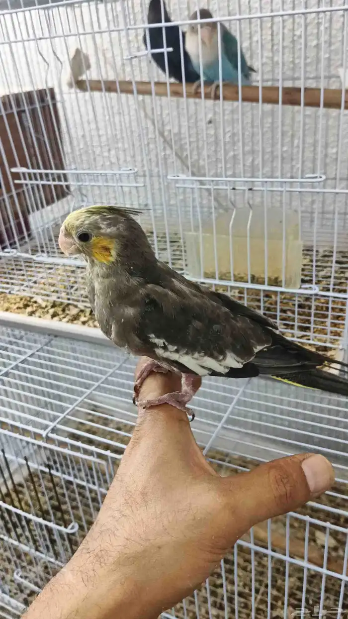 فروخ كروان وروز 0