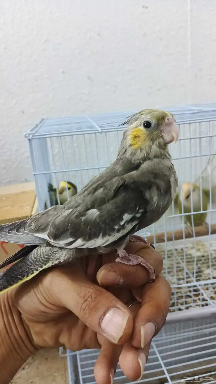 فروخ كروان وروز 2