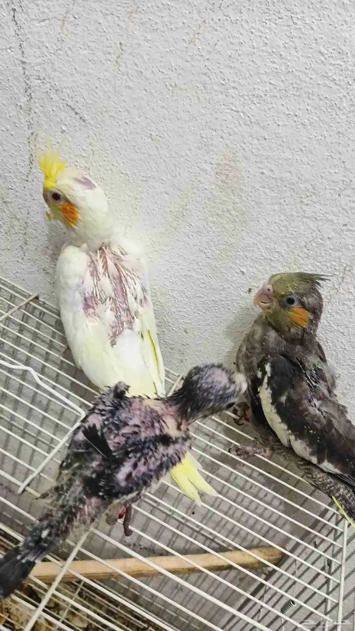 فروخ كروان وروز 5