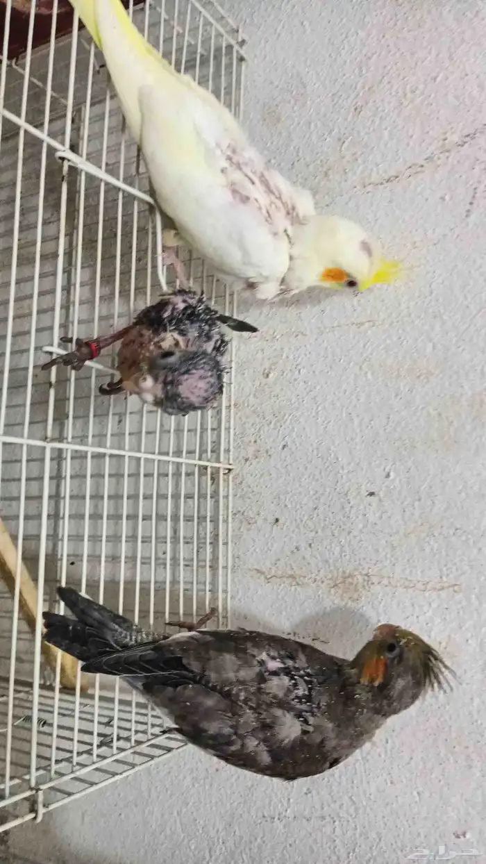 فروخ كروان وروز 3