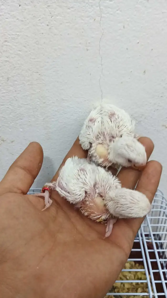 فروخ كروان وروز 6