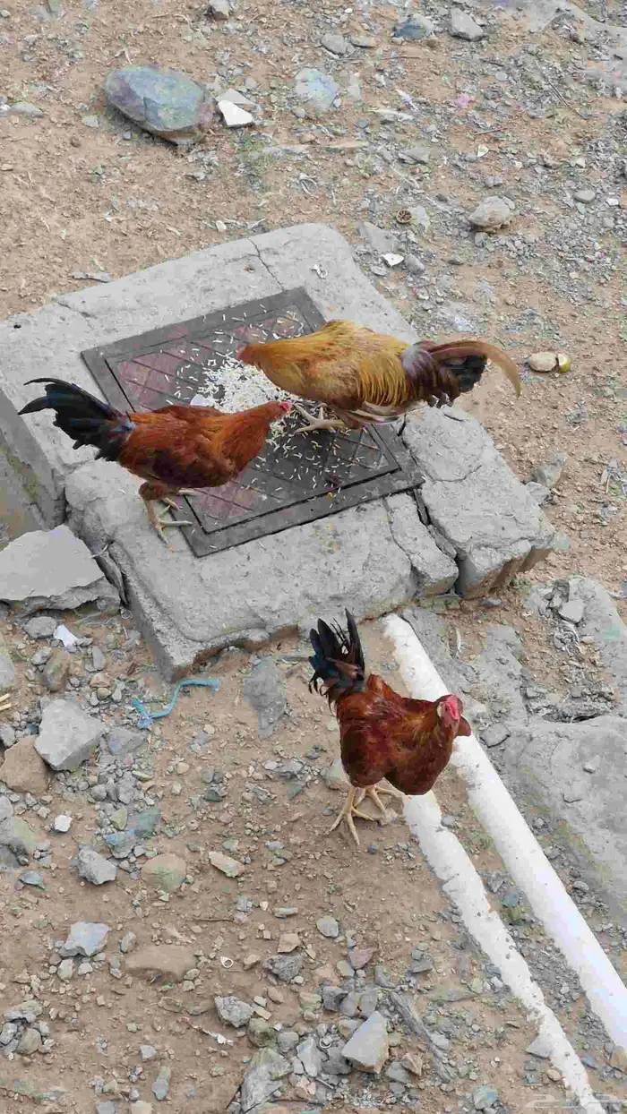 دجاج مهجن بين بلدي وبكستاني 0