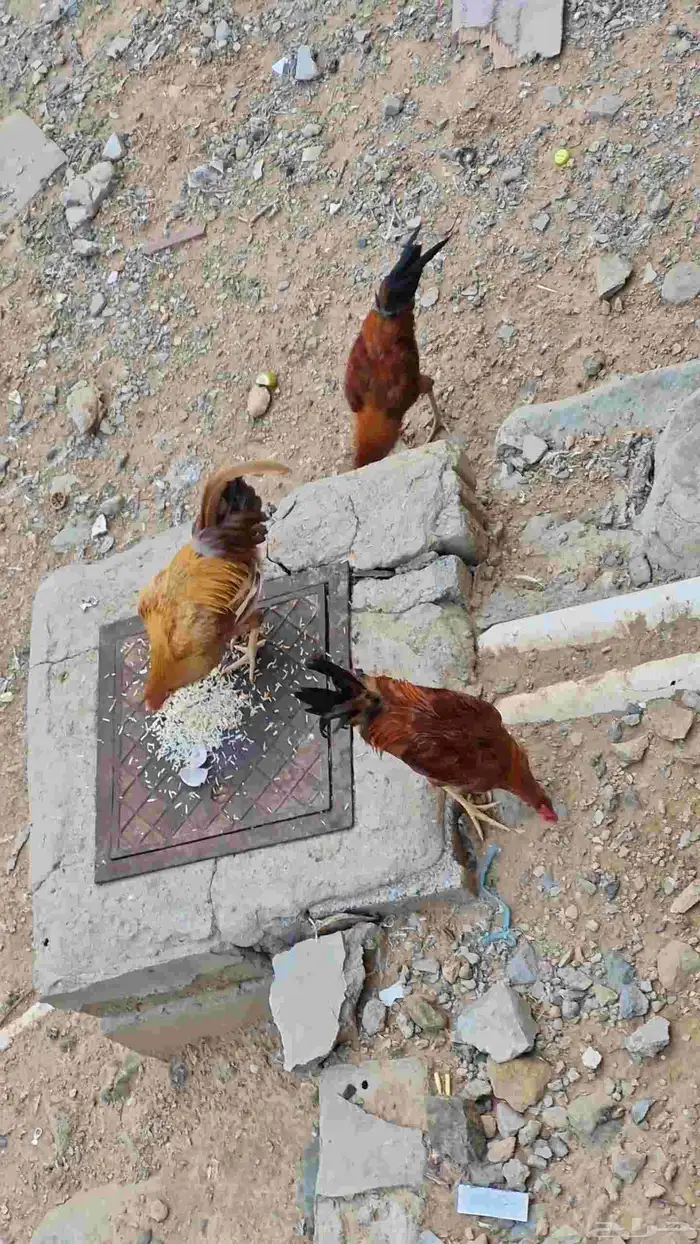 دجاج مهجن بين بلدي وبكستاني 2