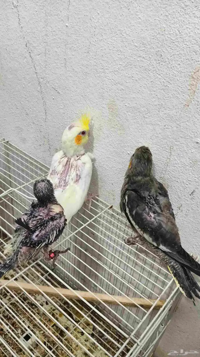 فروخ كروان وروز 4