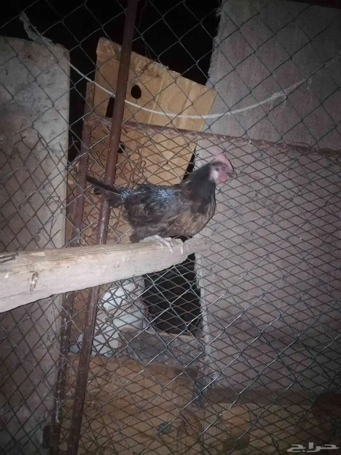 مجموعه حمام للبيع 14