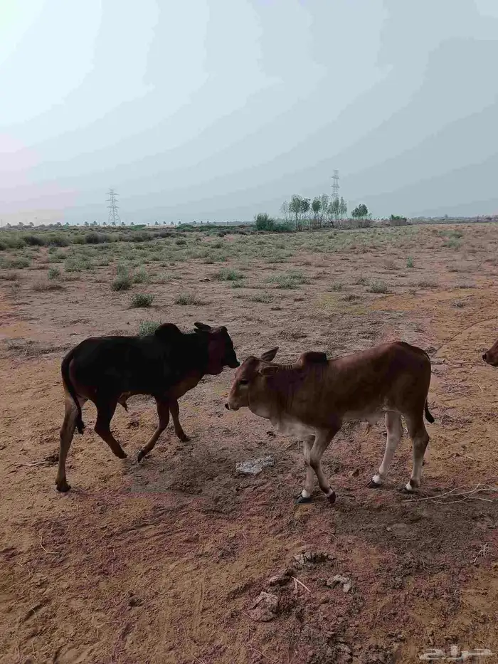 بقر بلدي للبيع 4