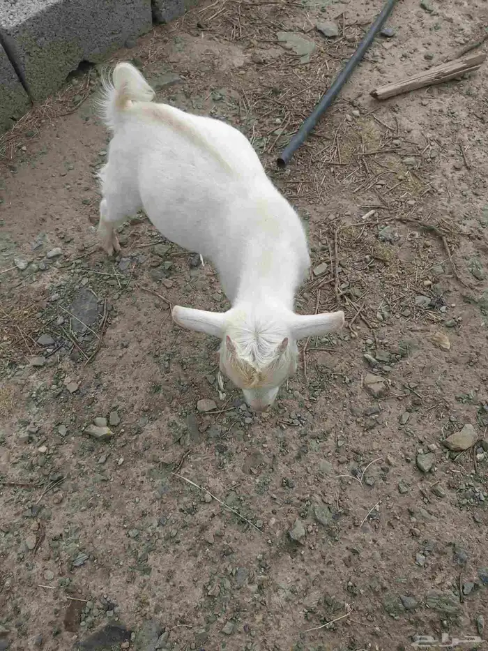 تيس قزم 2