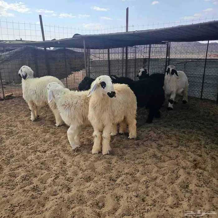 خرفان العدد 7 العمر 5 الى 6 شهور 2