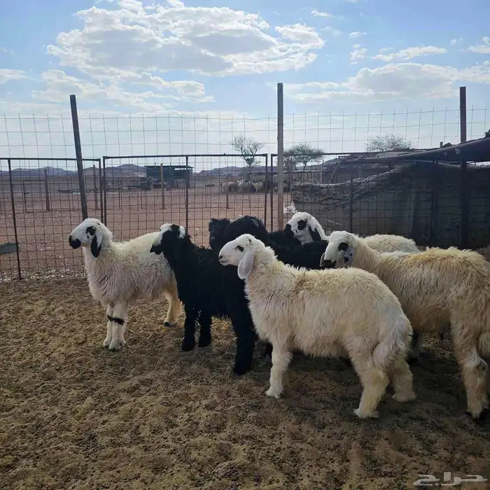 خرفان العدد 7 العمر 5 الى 6 شهور 0