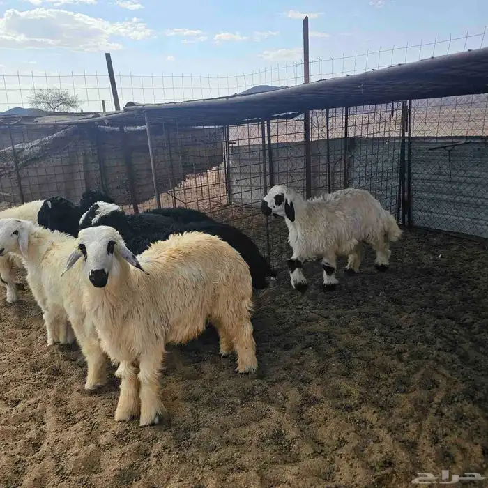 خرفان العدد 7 العمر 5 الى 6 شهور 1