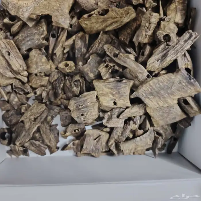 عود كينام صيني فاخر مستزرع 2