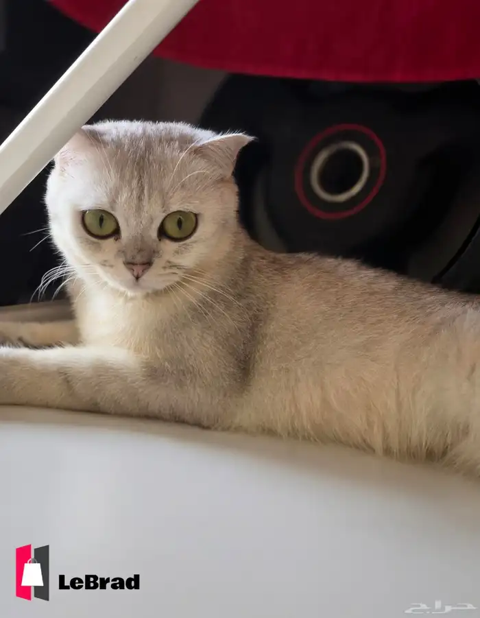 قطه سكوتش بريتيش شانشيلا NS25 بيور (نادرة) 2