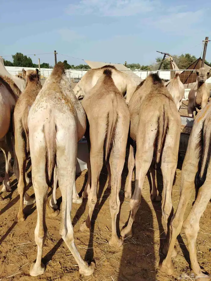 قعدان صومالي وتيوس 8