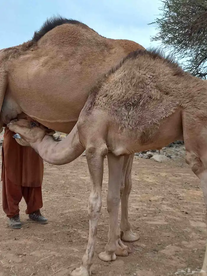 قعودين على حليب امهاتها 2