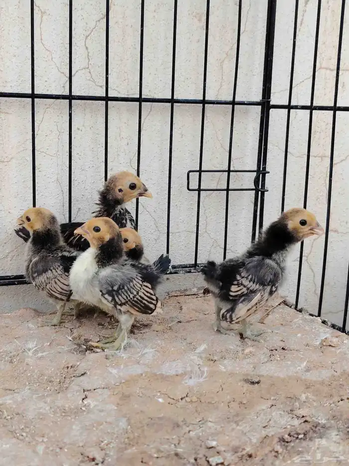 صوص سبرايت تم البيع 2