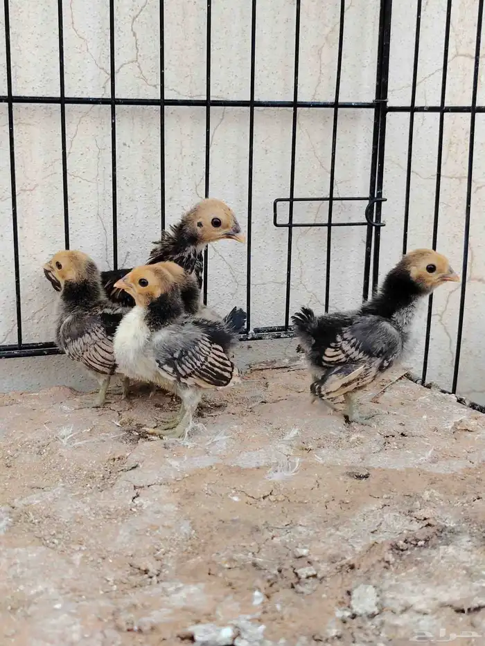 صوص سبرايت تم البيع 3