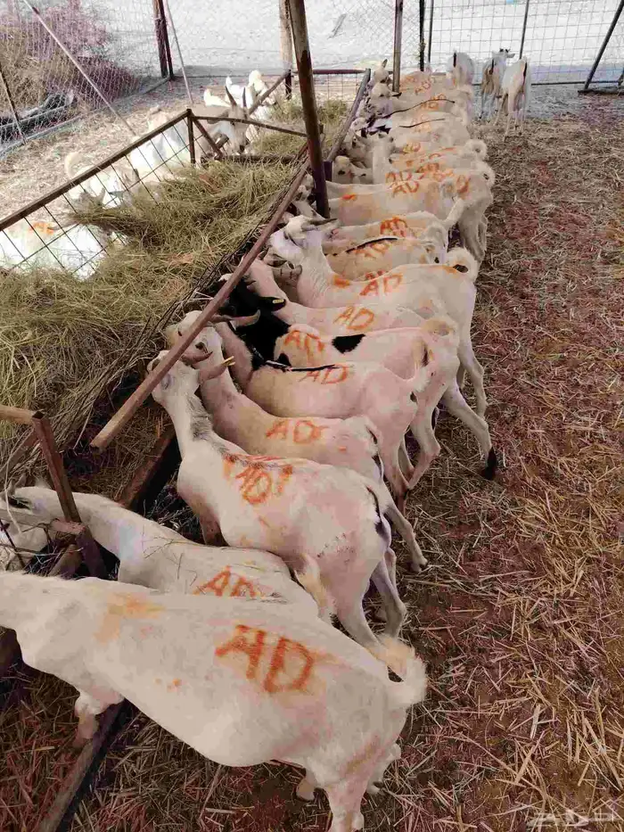 قعدان صومالي وتيوس 0