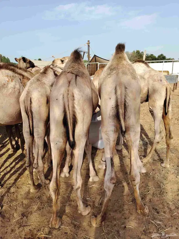 قعدان صومالي وتيوس 9