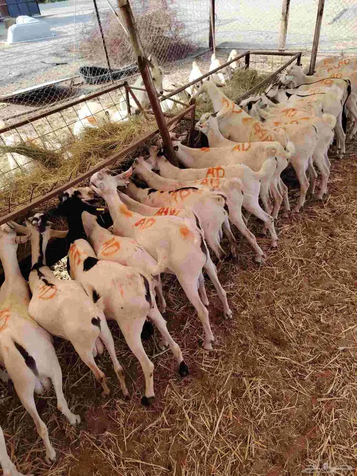 قعدان صومالي وتيوس 1