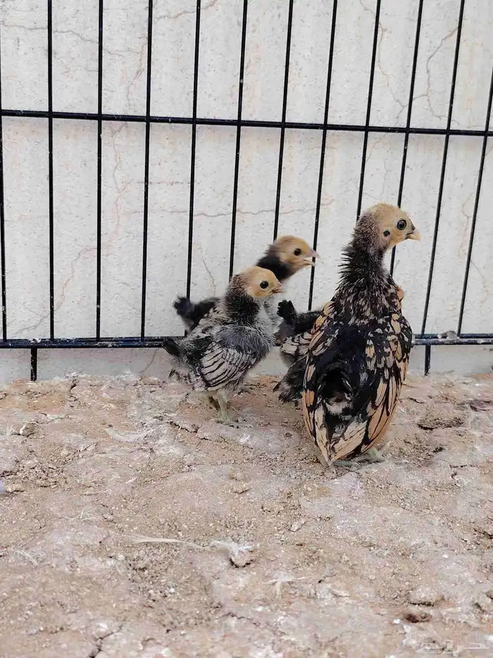 صوص سبرايت تم البيع 0