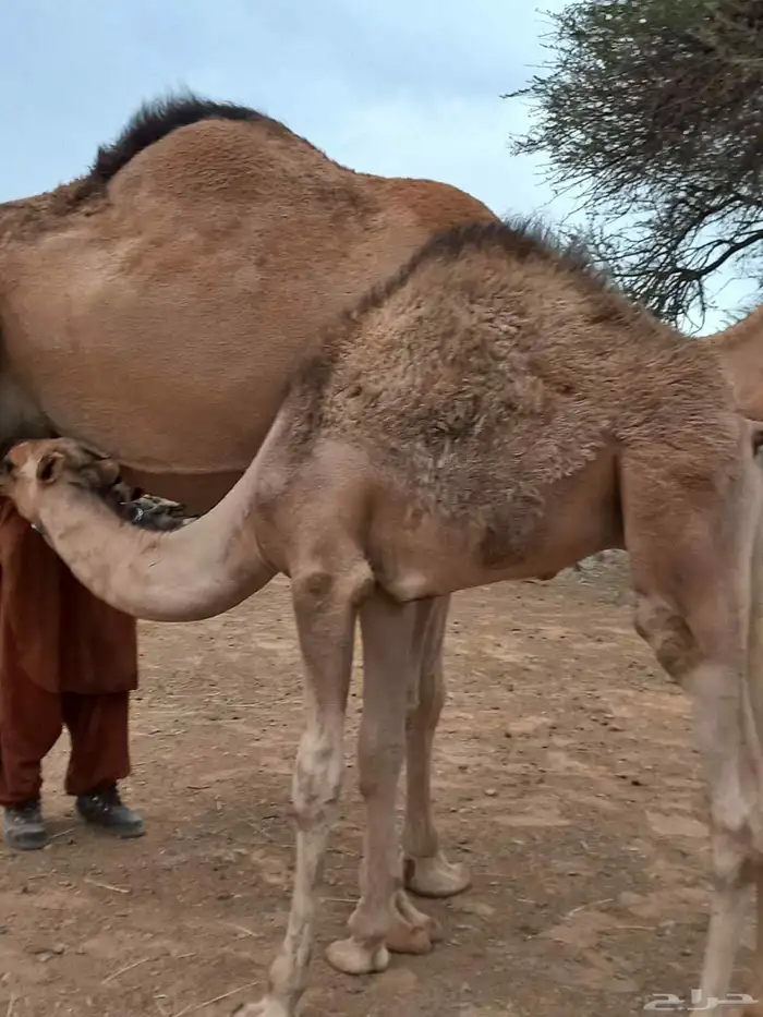 قعودين على حليب امهاتها 3