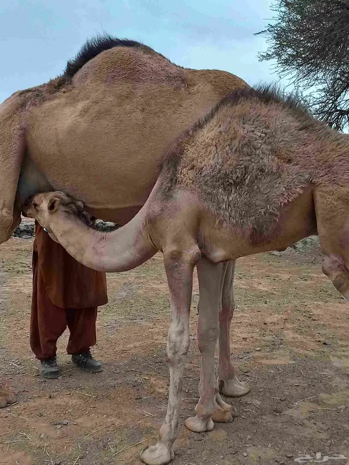 قعودين على حليب امهاتها 4