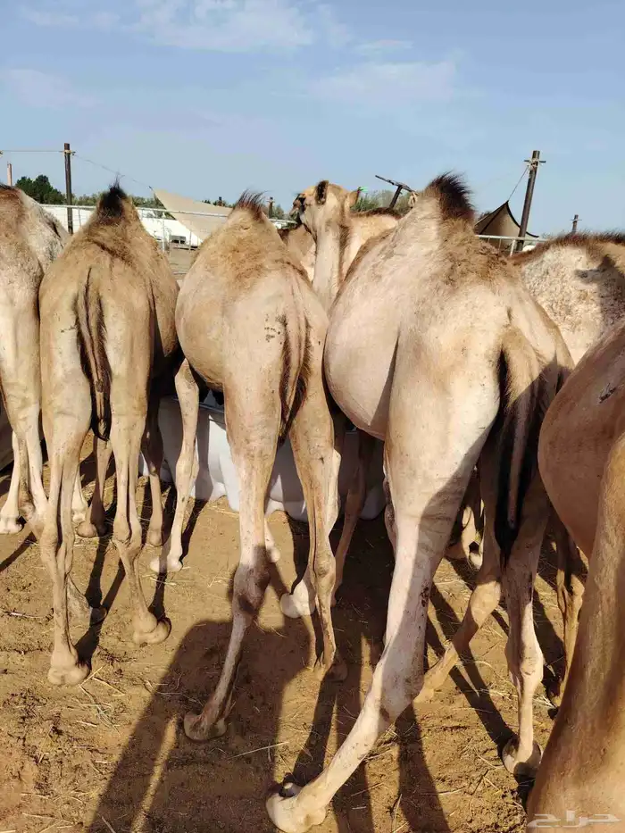 قعدان صومالي وتيوس 4