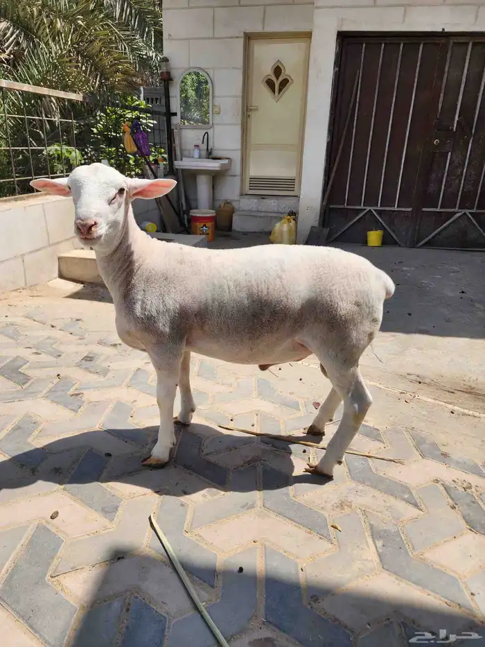 دوربر جذع 1