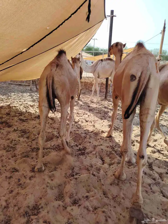 قعدان صومالي وتيوس 6