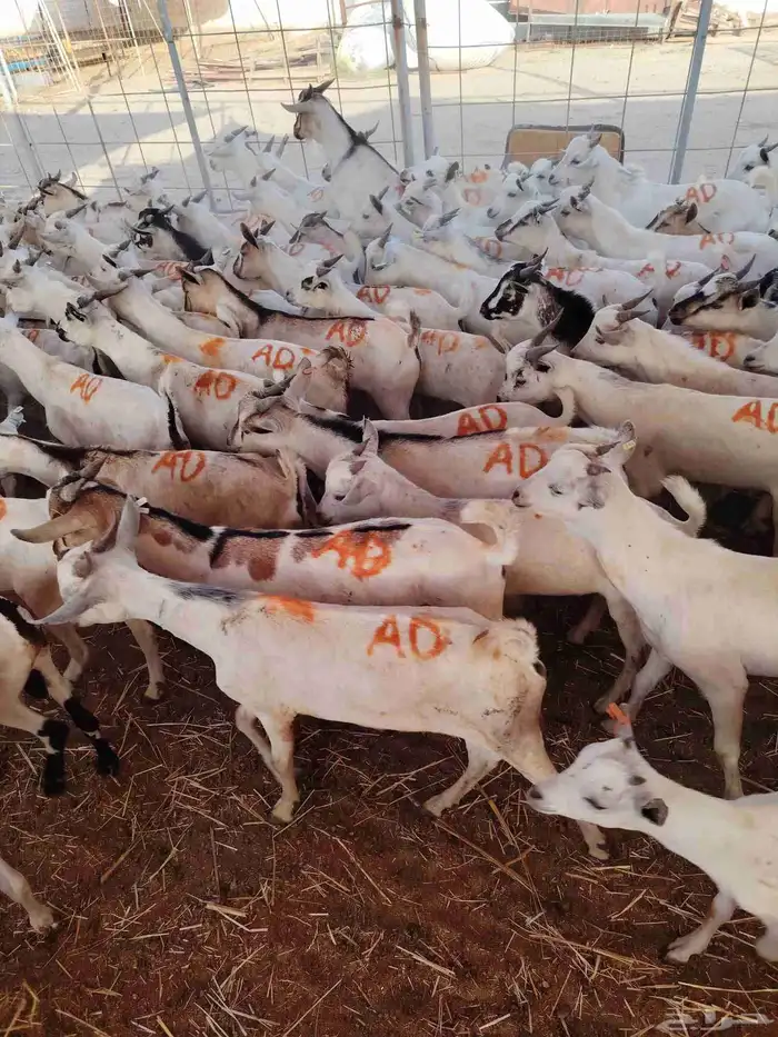 تيوس صومالي جذعان للتربيه 480 3