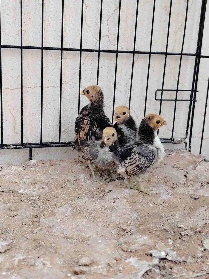 صوص سبرايت تم البيع 4