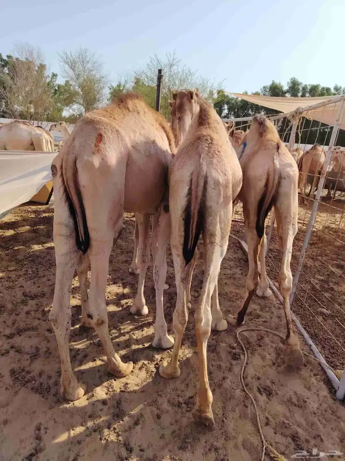 قعدان صومالي وتيوس 5