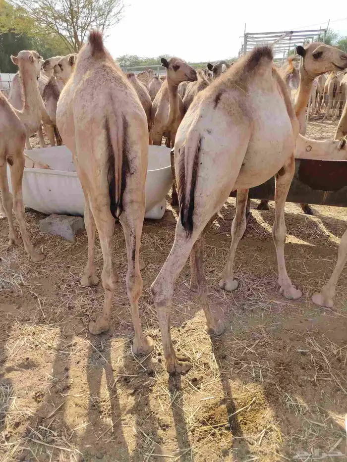 قعدان صومالي وتيوس 7