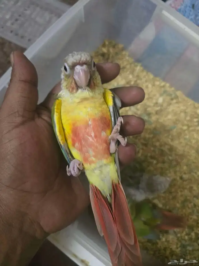 كنيور نهاية غر 2