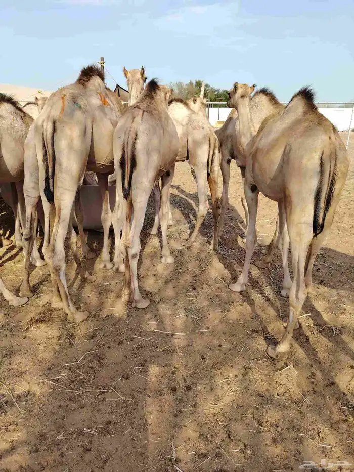 قعدان صومالي وتيوس 3