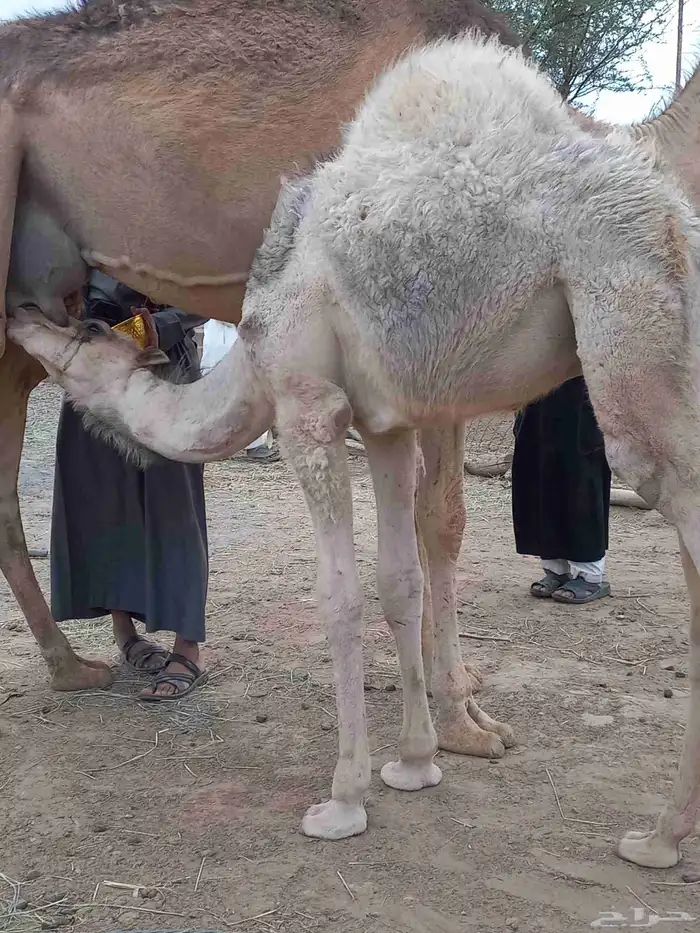 قعودين على حليب امهاتها 5