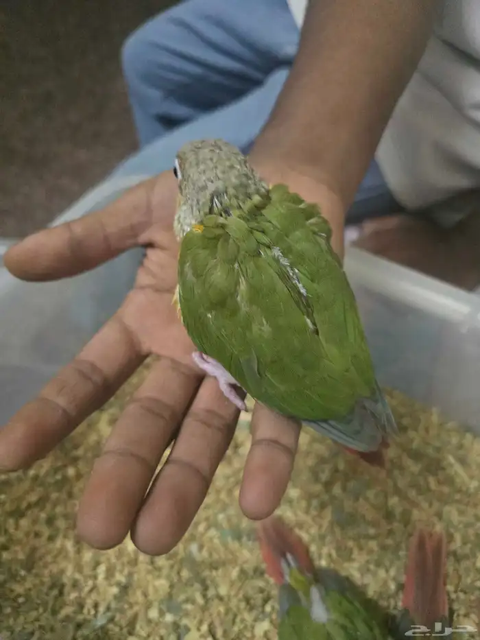 كنيور نهاية غر 5