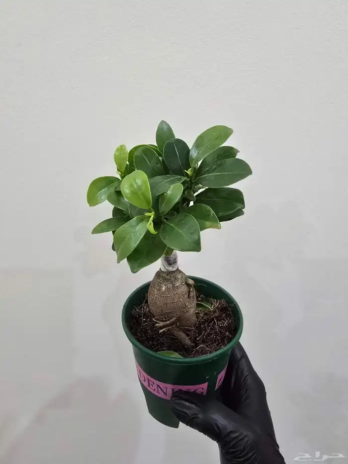 نباتات منزلية 5