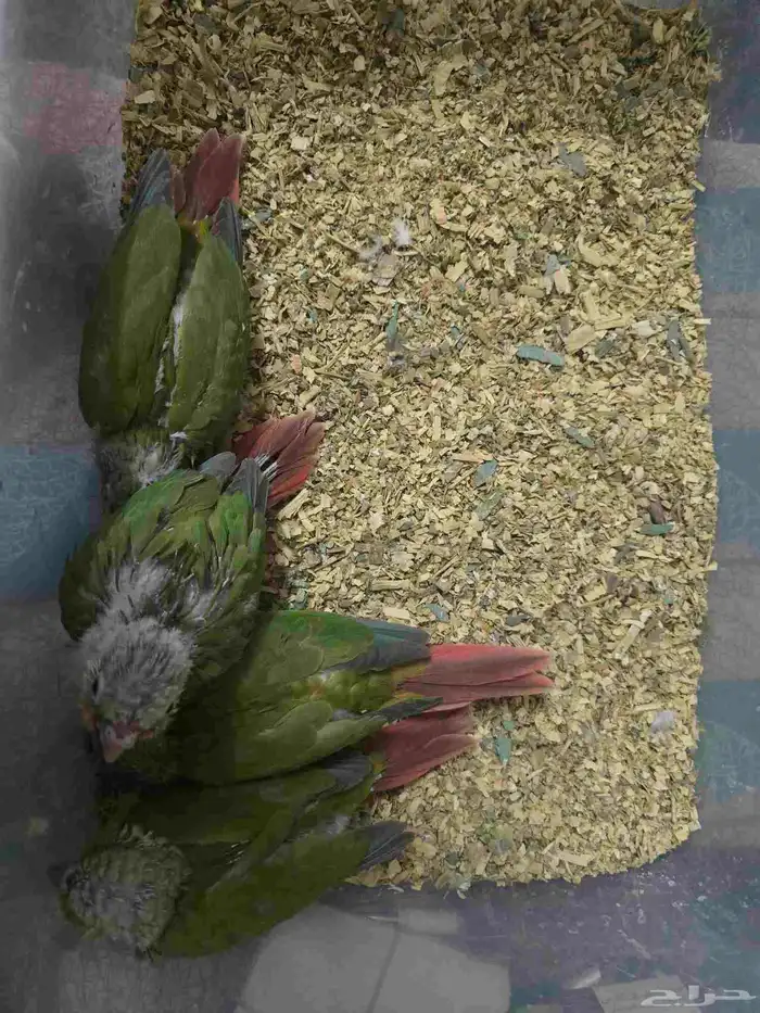 كنيور نهاية غر 7