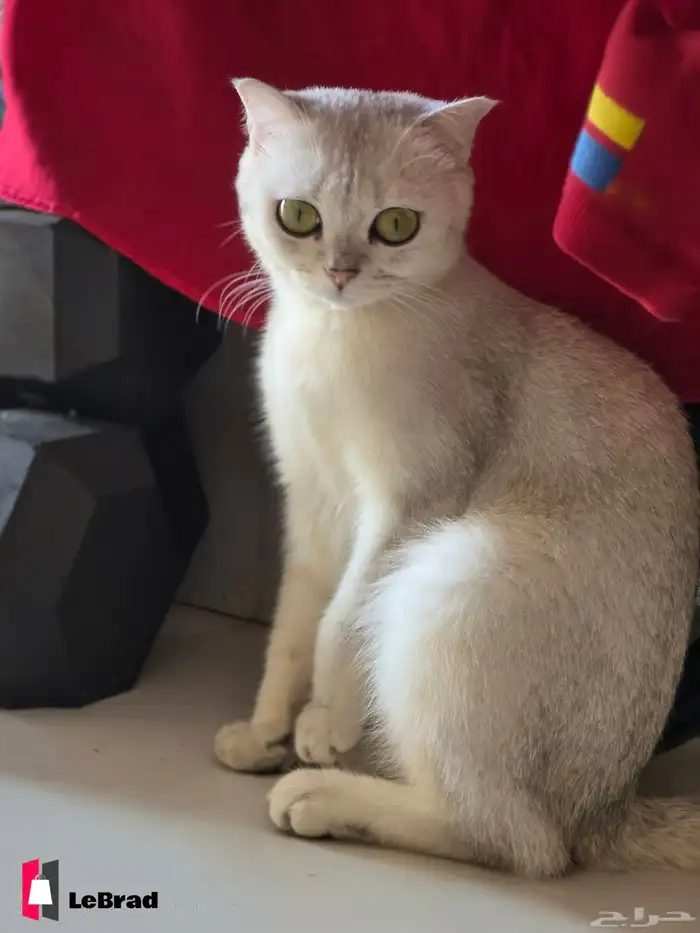 قطه سكوتش بريتيش شانشيلا NS25 بيور (نادرة) 1