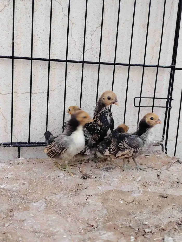 صوص سبرايت تم البيع 1