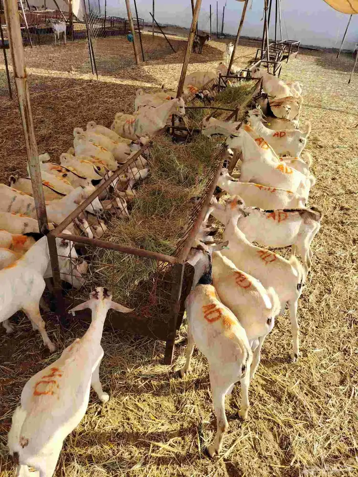 قعدان صومالي وتيوس 2