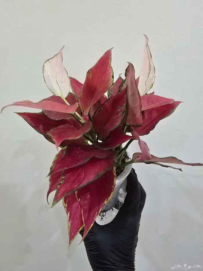 نباتات منزلية 1