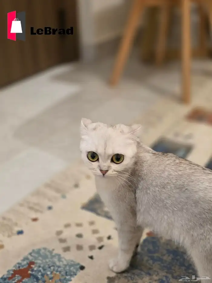 قطه سكوتش بريتيش شانشيلا NS25 بيور (نادرة) 3