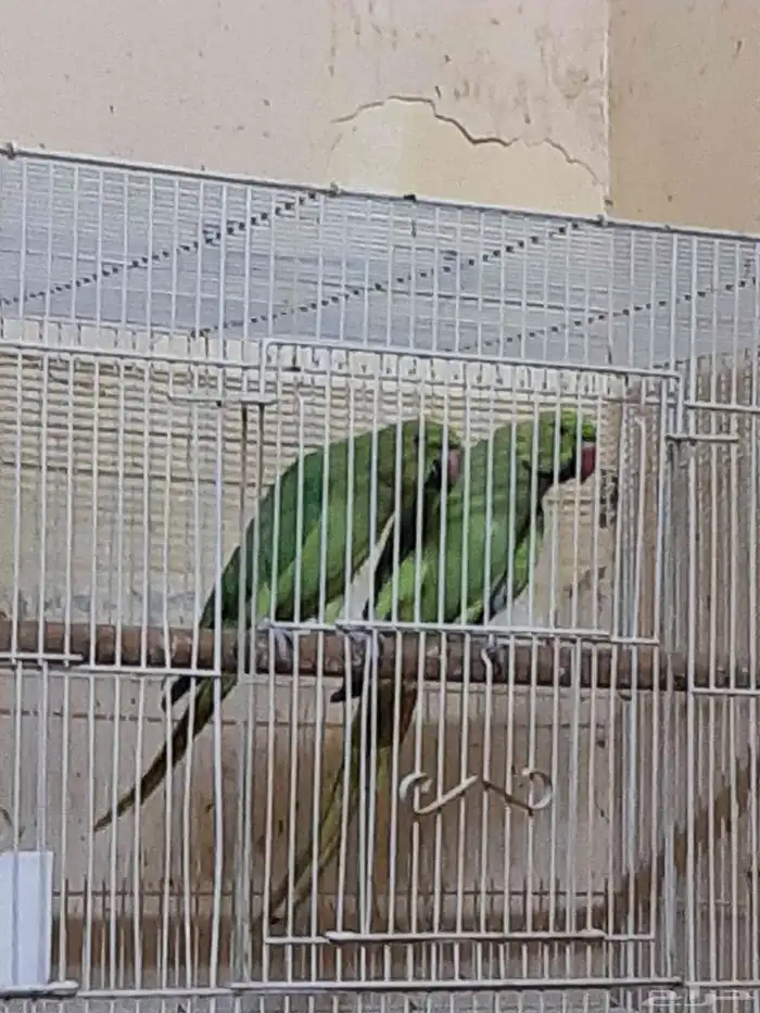 للببع دره ذكر وانثى 1